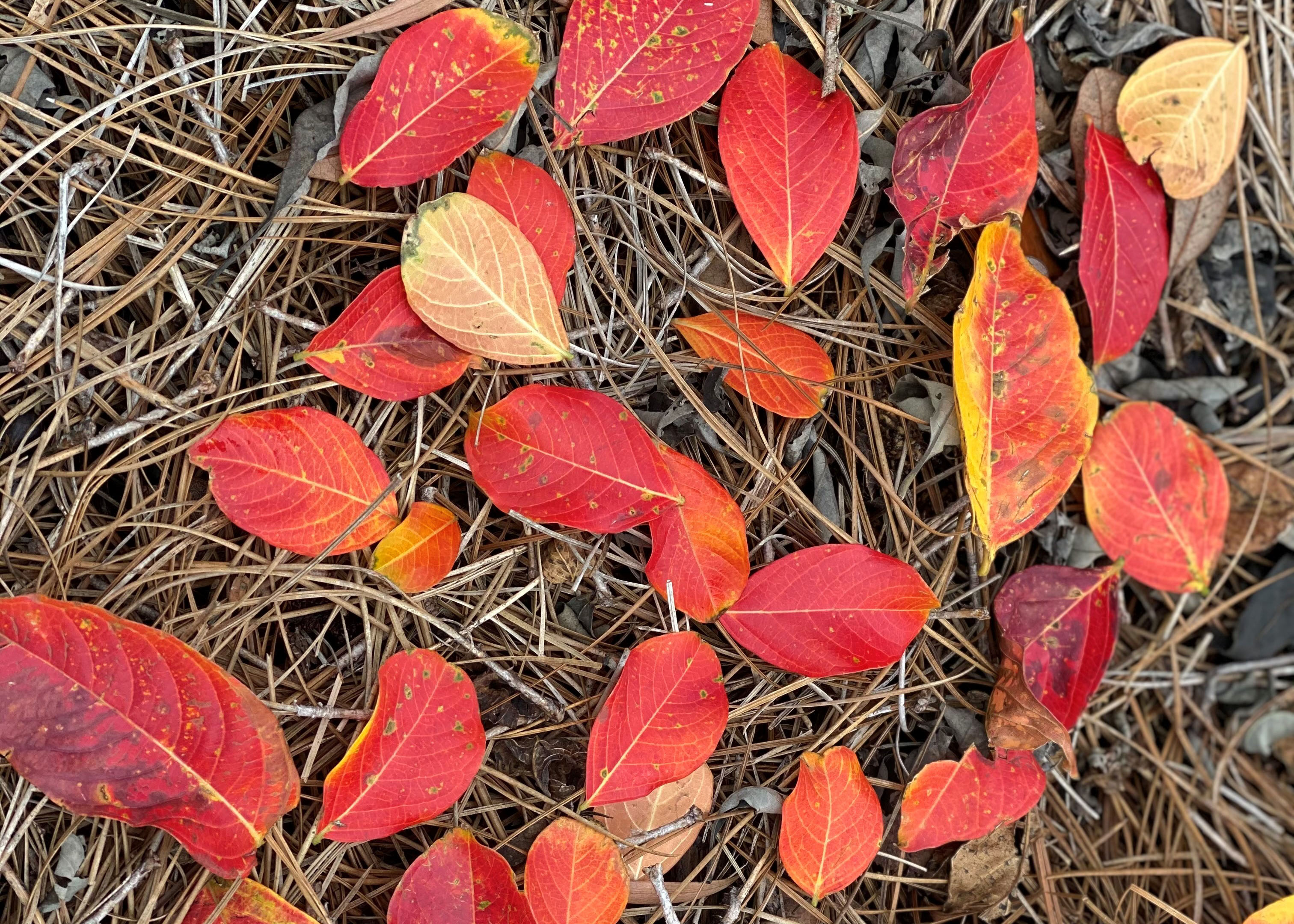 The great crape myrtle controversies 